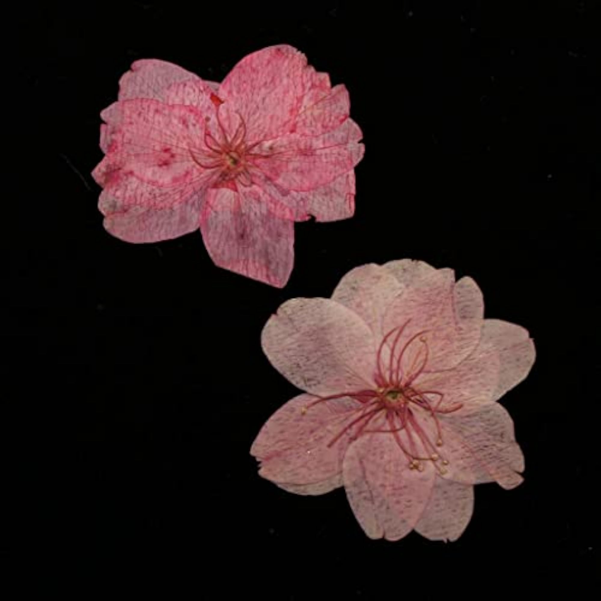 Mixed Color Pressed Dried Sakura Flowers for Art Craft